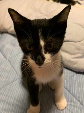 やんちゃな白黒　男の子