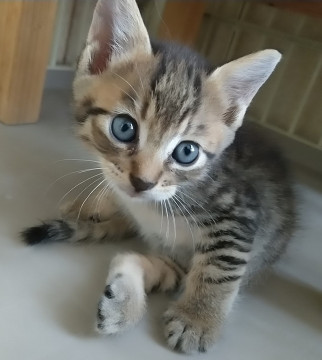 生後1ヵ月半くらい、真ん丸可愛い兄妹子猫