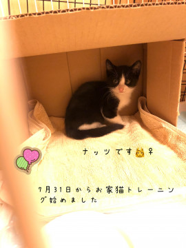 美人のハチワレちゃん