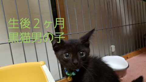 甘えん坊な黒猫くん