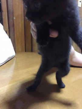 黒♀②4つ子