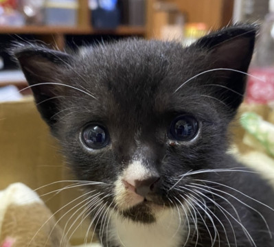 ユニークな模様の白黒くん