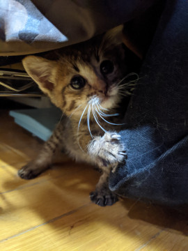 元気なキジ猫ちゃん