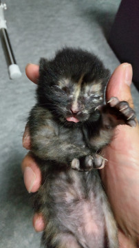 黒サビ(メス)の里親様を募集