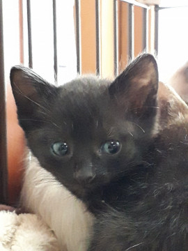 とっても人懐っこい黒猫兄妹