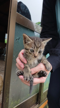 かわいいキジトラちゃん