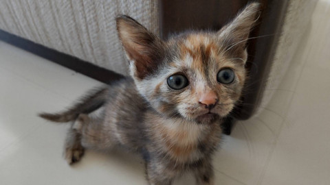 珍しい柄のキジトラちゃん