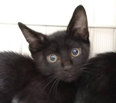 3ヶ月のおもちゃ大好き黒のチビ猫君