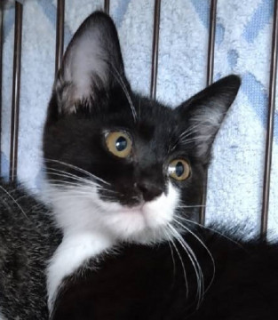 3ヶ月の可愛い黒白のチビ猫君2
