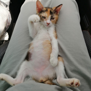 可愛い?子猫ちゃん