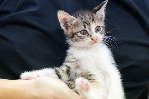 4匹の保護猫 3番目