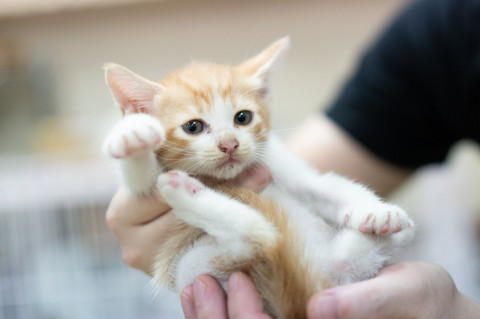 保護猫4匹目