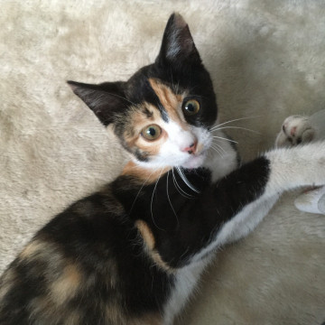 甘えんぼの三毛猫さんです!