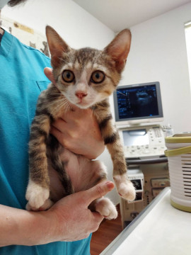 可愛いキジトラ柄、くつしたをはいた猫ちゃ