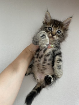 人懐っこいサバトラちゃん