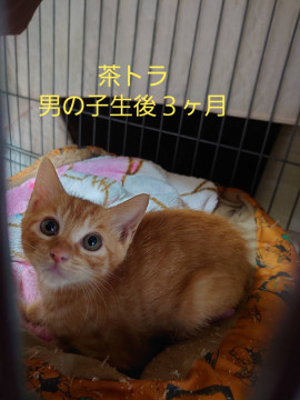やっぱり茶トラ可愛いです
