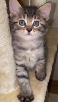 生後１ヶ月の子猫