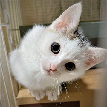 譲渡会参加の仔猫たち
