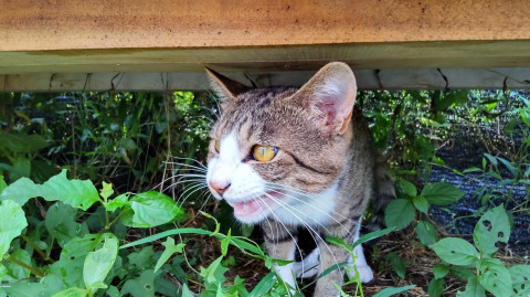 とても人懐こい利口な猫