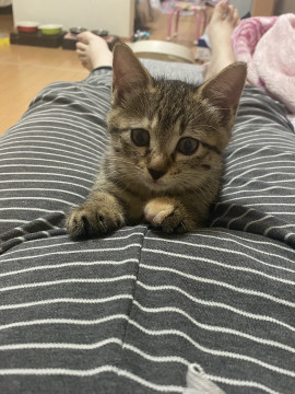 元気いっぱい甘えん坊のキジ猫ちゃん