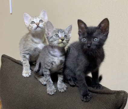 お目目まん丸の子猫です