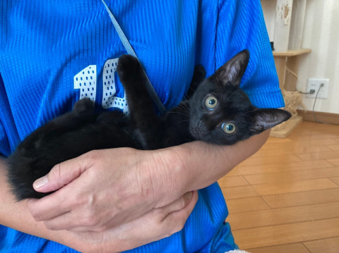 穏やかで優しい子猫