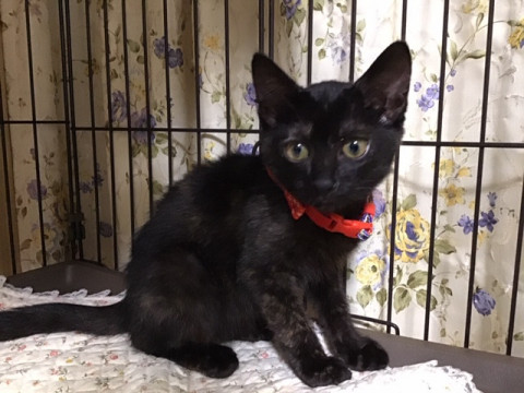 黒といってもいい、サビの仔猫ちゃんです。