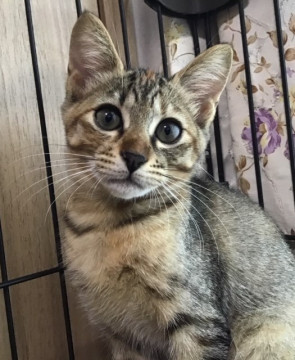 可愛いキジトラの仔ネコちゃん