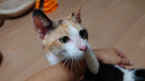 適応能力抜群!美形三毛猫ちゃん❤️