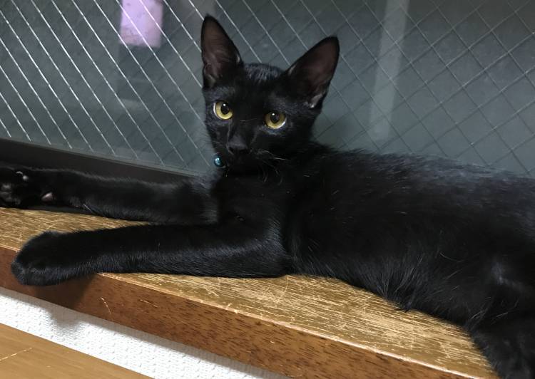 熊本県の猫の里親募集 ネコジルシ 熊本県の猫の里親募集 ネコジルシ
