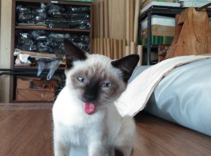 徳島県の猫の里親募集 シャム ネコジルシ