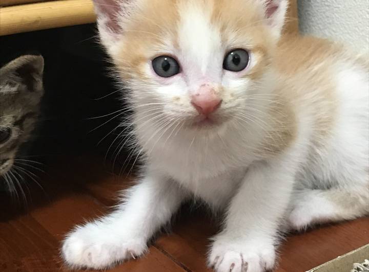 沖縄県の猫の里親募集 - 那覇市 - ネコジルシ