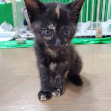 かわいいサビのデコちゃん