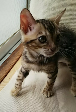 二ヶ月の男の子です。