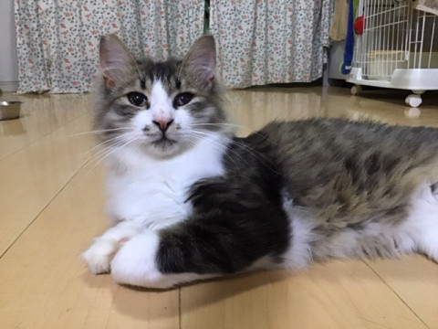 りりしいイケメン長毛くん
