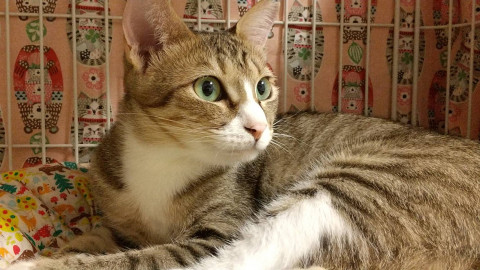甘えん坊です。美猫みおちゃん♡