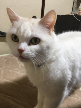 里親募集