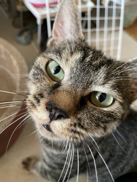 3匹の仔猫のお母さん