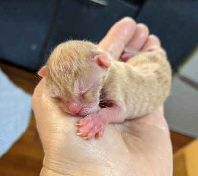 生まれたばかりと思われる子猫(茶)
