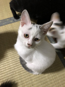 里親さん募集