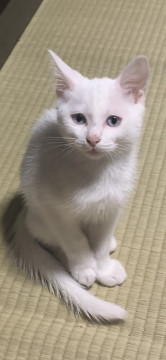 里親さん募集