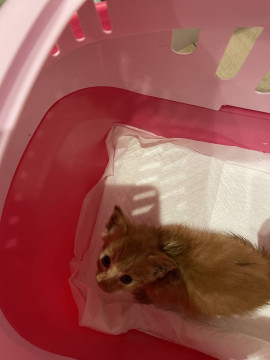 可愛い茶トラ猫