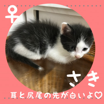 5姉妹 【さき】