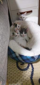 可愛い子猫ちゃん
