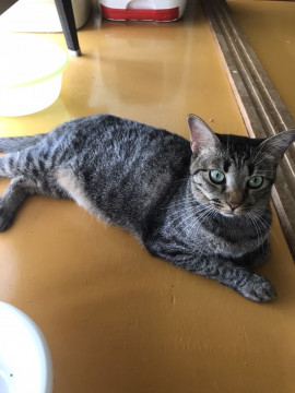 甘えっ子の　キジ虎くん