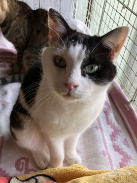 甘えん坊の　白黒くん