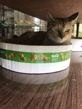 可愛い　キジ虎　チーコちゃん