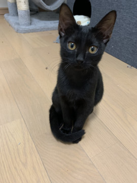 黒猫の子猫