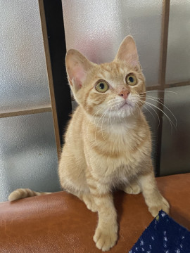 元気な茶トラ子猫です