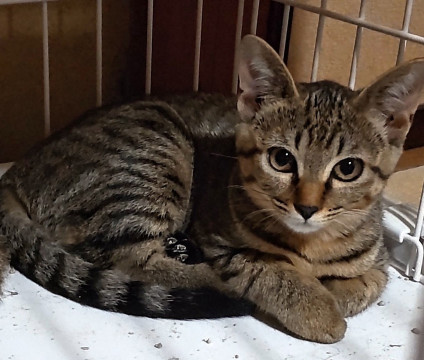 好奇心旺盛でヤンチャな仔猫です